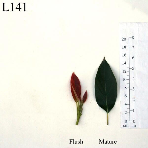 L141 Leaves