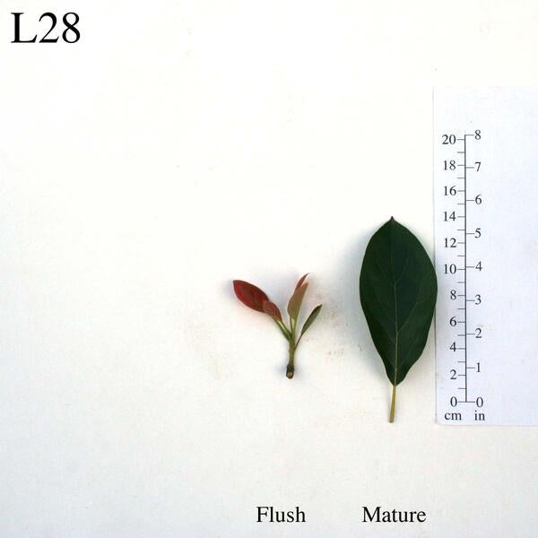 L28 Leaves