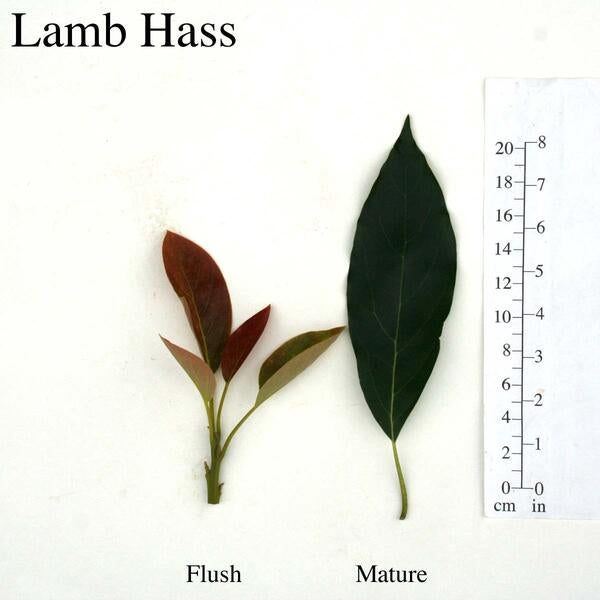 Lamb Hass Leaves