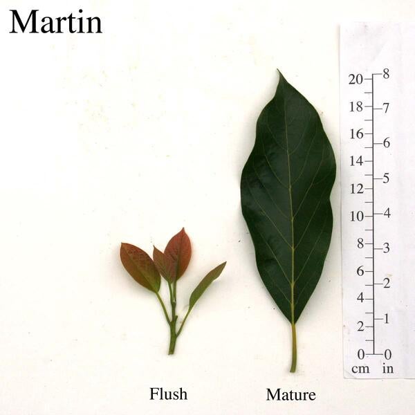 Martin Leaves