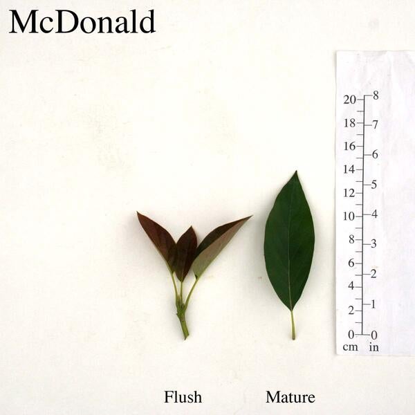 McDonald Leaves