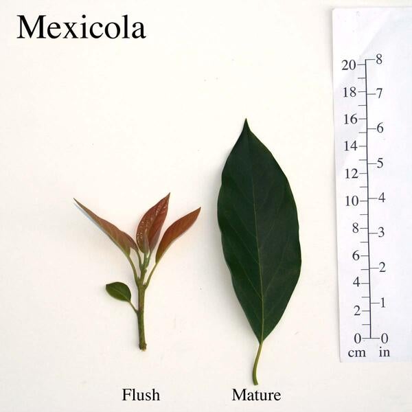 Mexicola Leaves