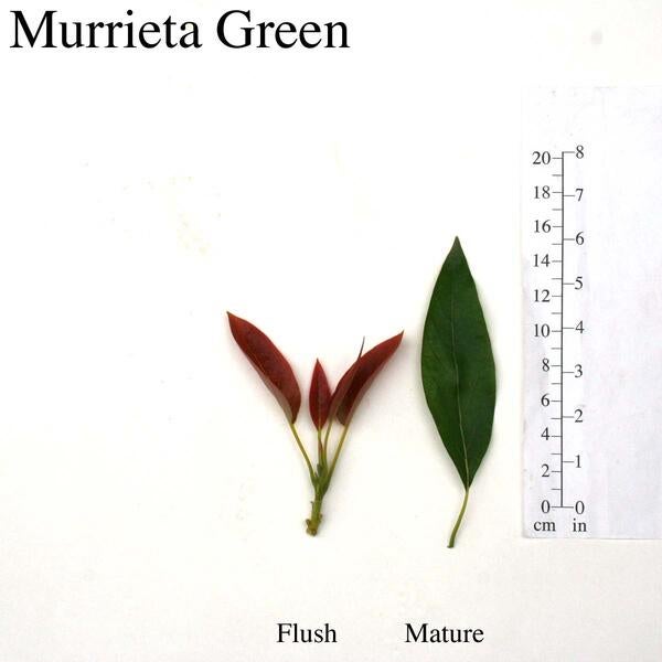 Murrieta Green Leaves