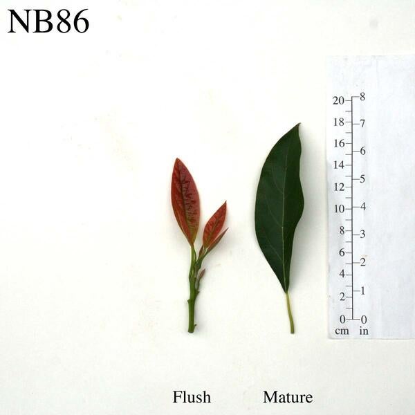 NB86 Leaves