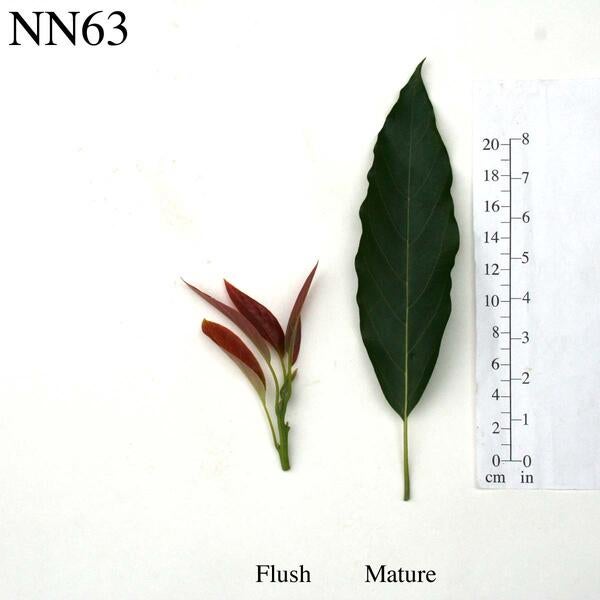 NN63 Leaves