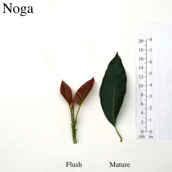 Noga Leaves