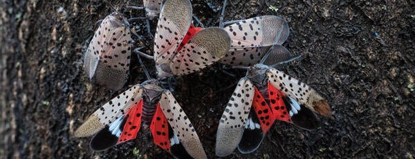 Lantern Fly