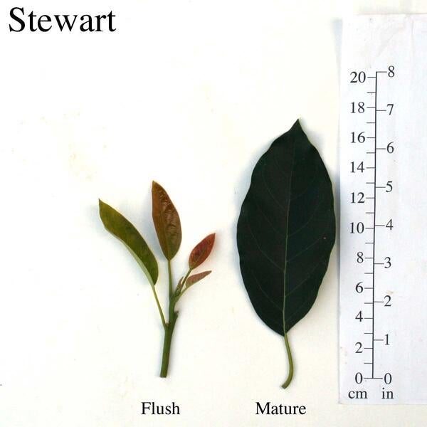 Stewart Leaves