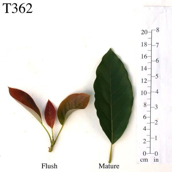 T362 Leaves