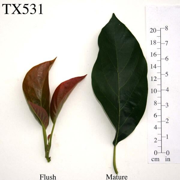 TX531 Leaves