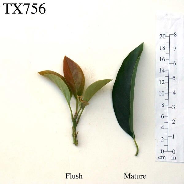 TX756 Leaves