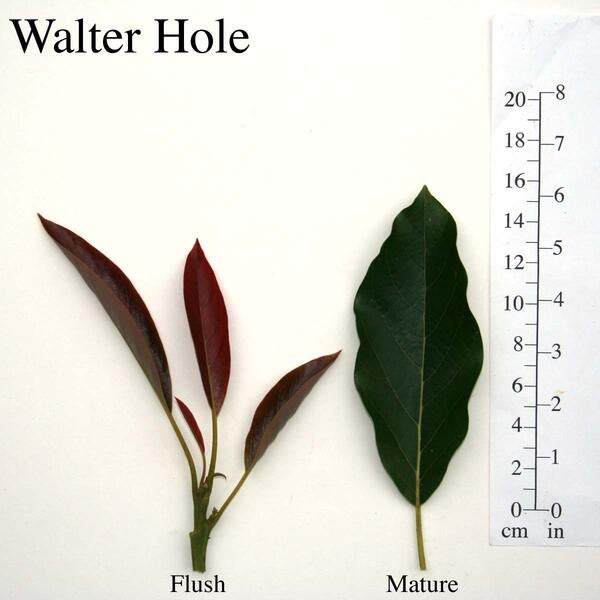 Walter Hole Leaves