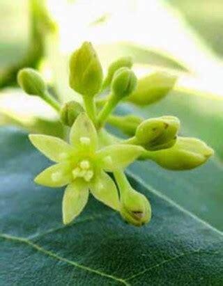 Avocado blossom