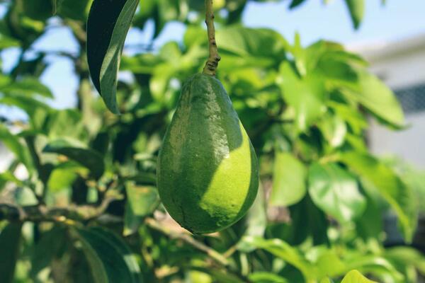 Avocado in tree (c) Jametlene Reskp unsplash