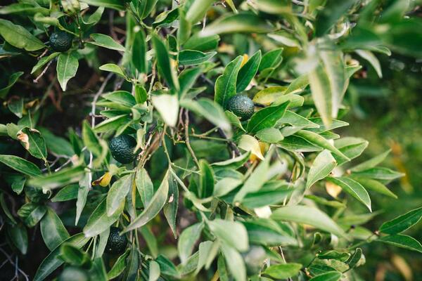 Avocado tree (c) Marita Mones unsplash