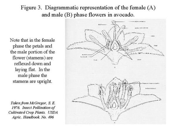 Figure 3 - Avocado Flowering Basics