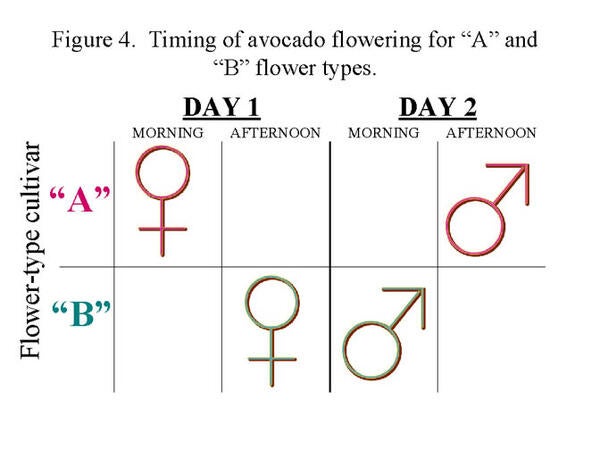 Figure 4 - Avocado Flowering Basics