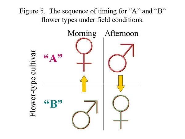 Figure 5 - Avocado Flowering Basics