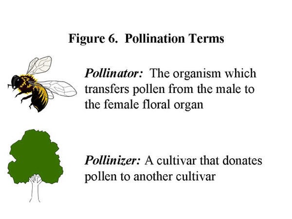 Figure 6 - Avocado Flowering Basics