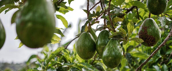 avocados hanging in a tree (c) Matthias Oben Pexels