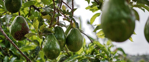 avocados hanging in a tree (c) Matthias Oben Pexels