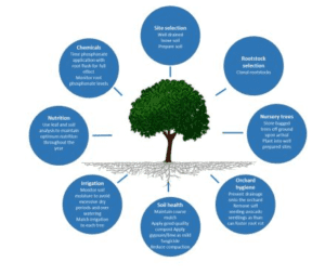 Phenology chart