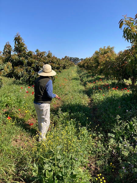 UC Riverside Researcher in an Avocado Grove